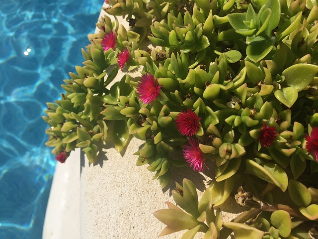 květiny u bazénu
