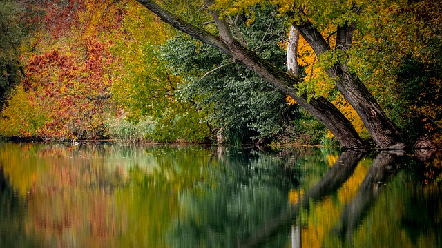 podzimní stromy na řece Ohři.jpg